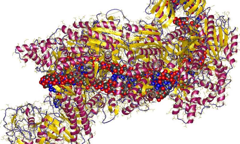 Study sheds light on the darker parts of our genetic heritage