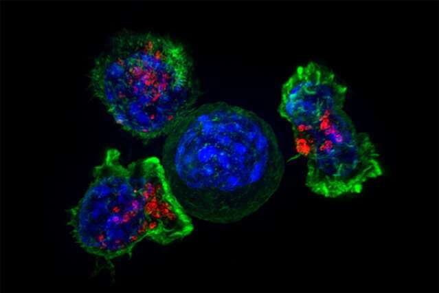 Dosing regimen for an old cancer drug shows new promise as an immunotherapy Dosing regimen for an old cancer drug shows new promise as an immunotherapy