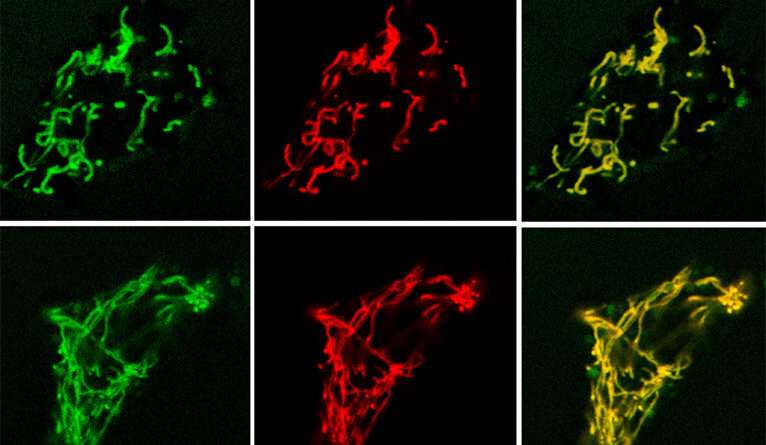 New insight into the biology of insulin release