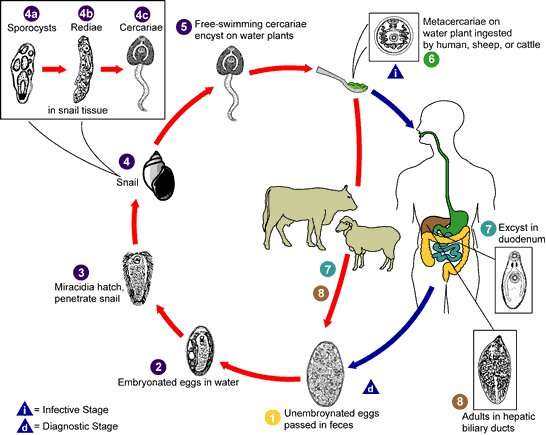 Researchers reveal how the Fasciola parasite causes neurological disorders