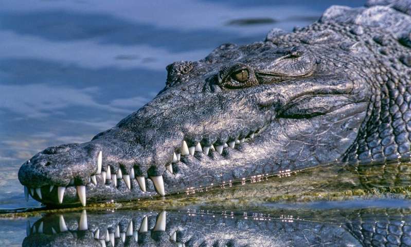 Researchers learn how low oxygen builds a bigger, stronger alligator heart