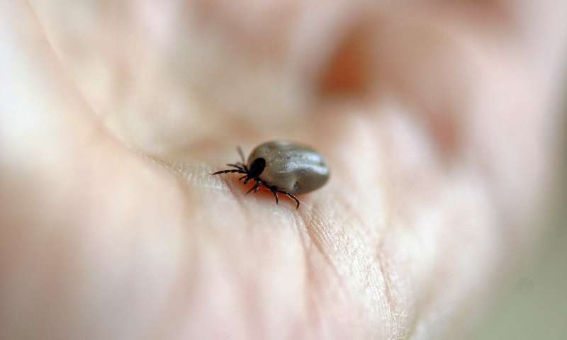 Mouse, not just tick: New genome heralds change in Lyme disease fight