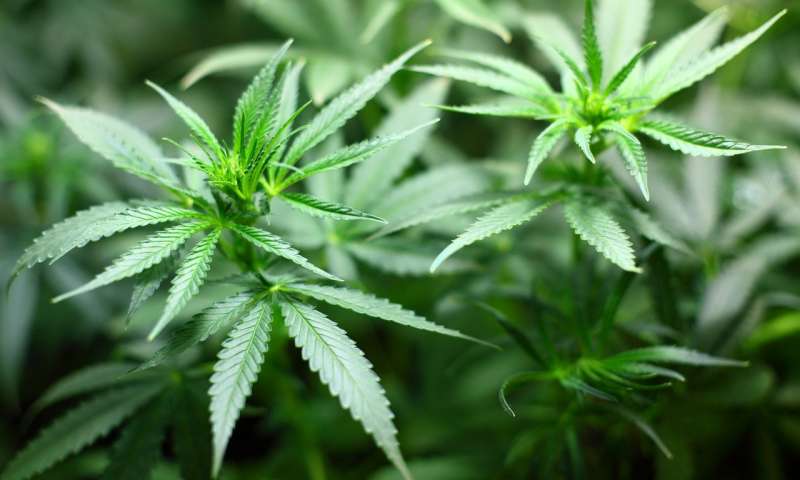 Researchers unlock access to pain relief potential of cannabis
