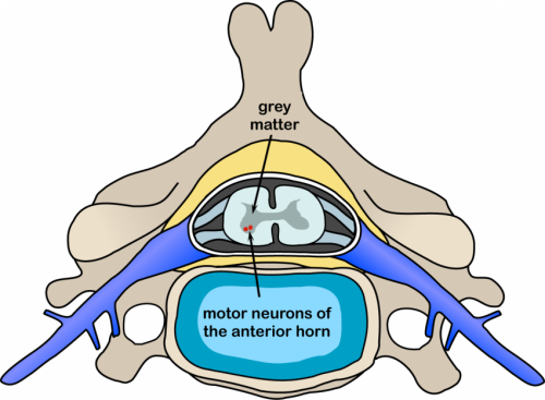 The impact of genetics on motor neurone disease
