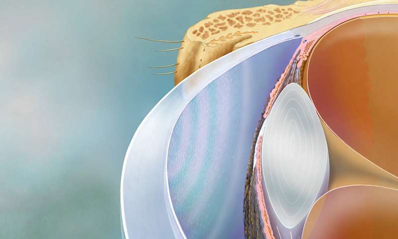 Scientists develop a physical biomarker for cornea restoration therapy