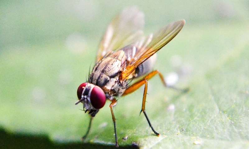 Fruit flies find their way by setting navigational goals