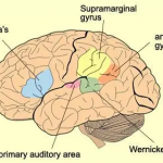 Physicists use mathematics to trace neuro transitions